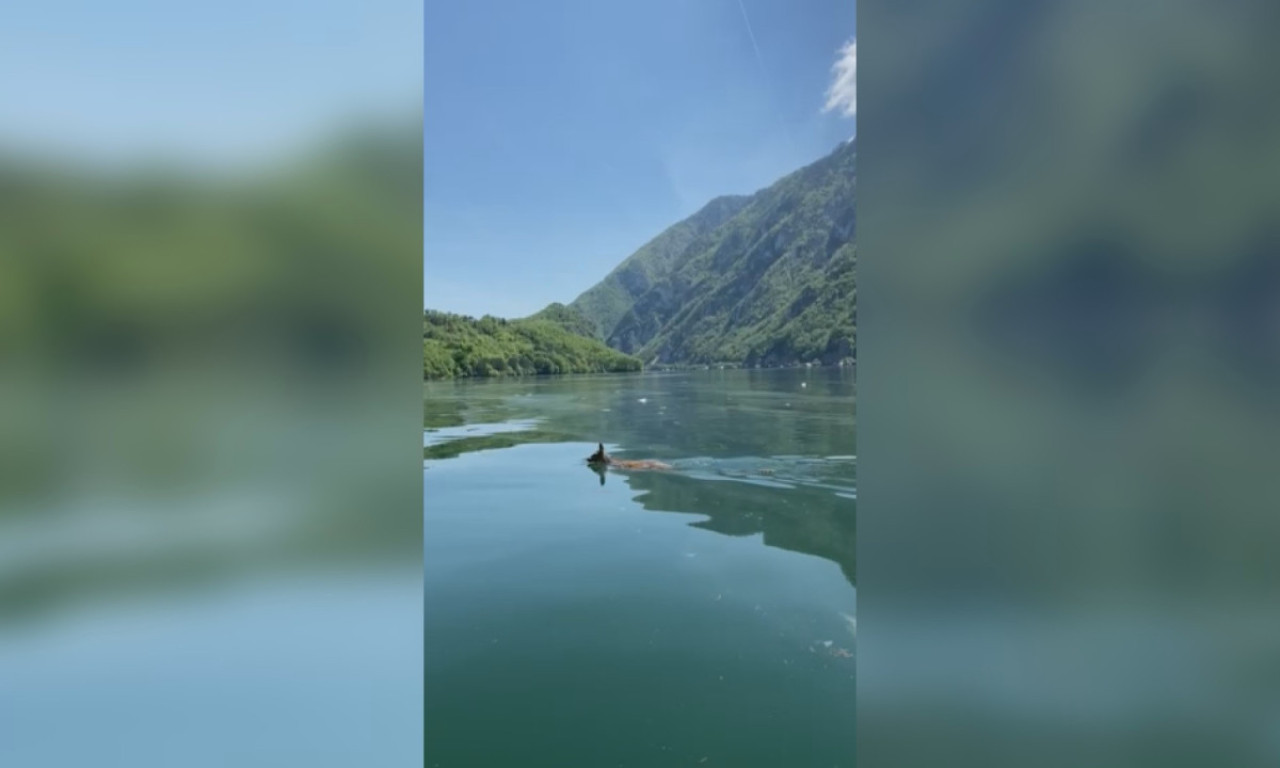 Ne "beže" samo medvedi u Bosnu: SRNDAĆ preplivava PERUĆAC kako bi tamo našao PARTNERKU