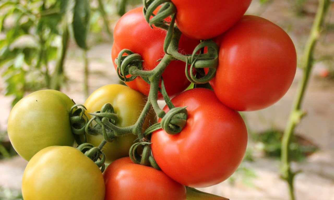 ČUDO IZ SRPSKE BAŠTE: Pogledajte paradajz koji je šokirao selo (FOTO)