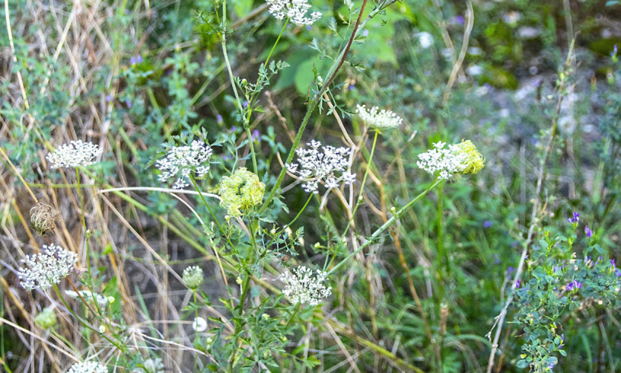 ŽENSKA BILJKA KOJU SU NAŠE BAKE ČUVALE KAO ZLATO Cveta u junu, pronađite je!