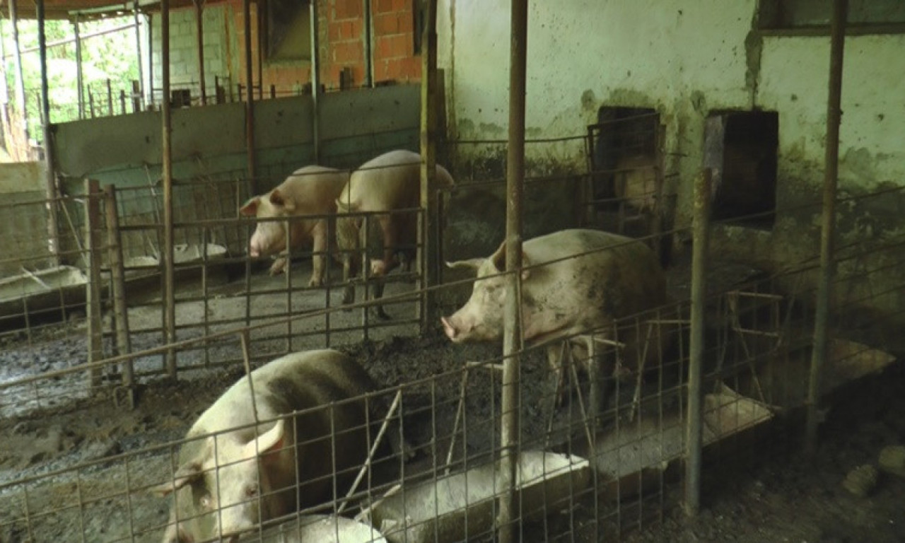 AKO OVO PRIMETITE, ODMAH ZOVITE VETERINARA Ovde su žarišta afričke kuge svinja u Srbiji - situacija alarmantna