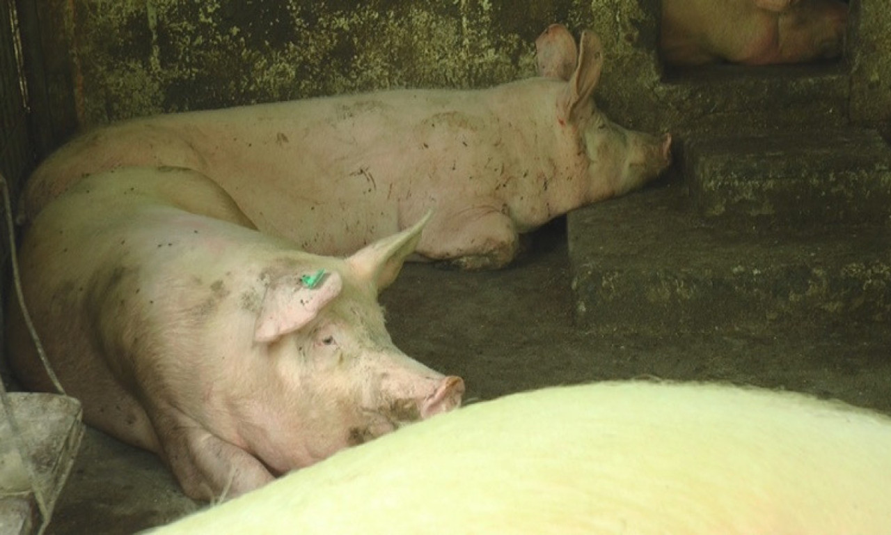 BOLEST PLAVOG JEZIKA SE ŠIRI REGIONOM Svi su u panici zbog zaražene stoke - da li mogu da obole i ljudi?