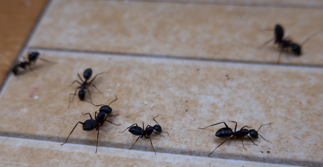 MRAVI "POKVARILI" SEMAFORE! Udesi i više povređenih na jugozapadu Nemačke - razlog ne može biti bizarniji