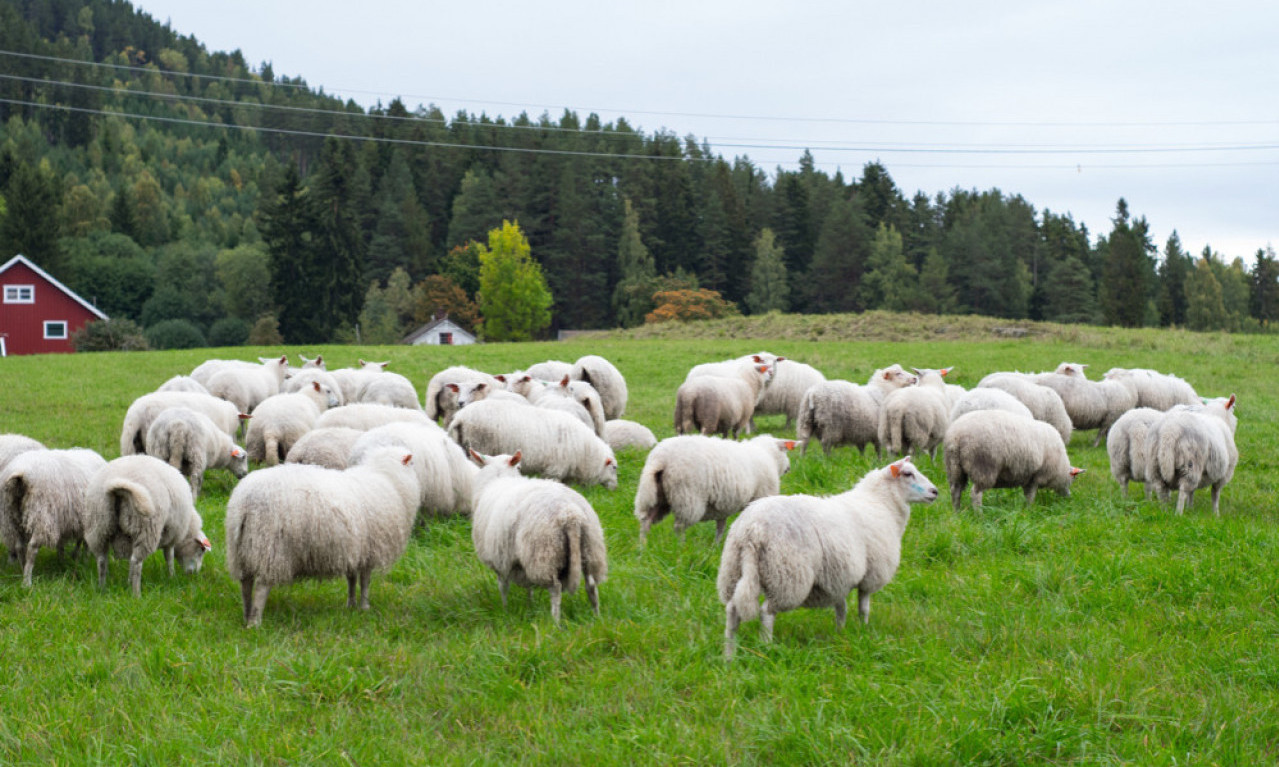 VUKOVI u srpskom selu ZAKLALI 17 ovaca: Radomir gledao kako mu vučica sa mladuncima UNIŠTAVA SVE ŠTO IMA