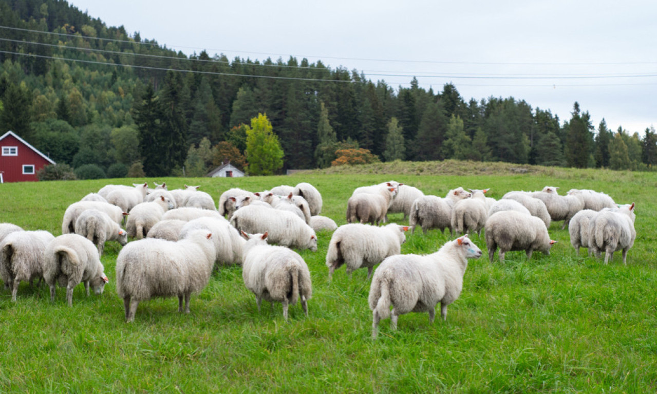 PLAVI JEZIK STIGAO U SRBIJU! Ministarstvo donelo hitne mere