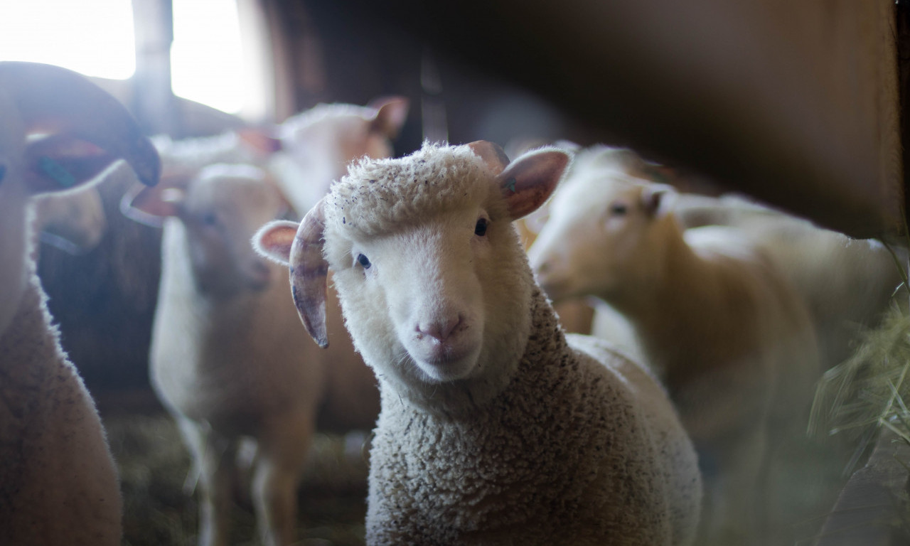 Njima je sve LEPO: STONDIRANE ovce i koze POBRSTILE 300 kg KANABISA