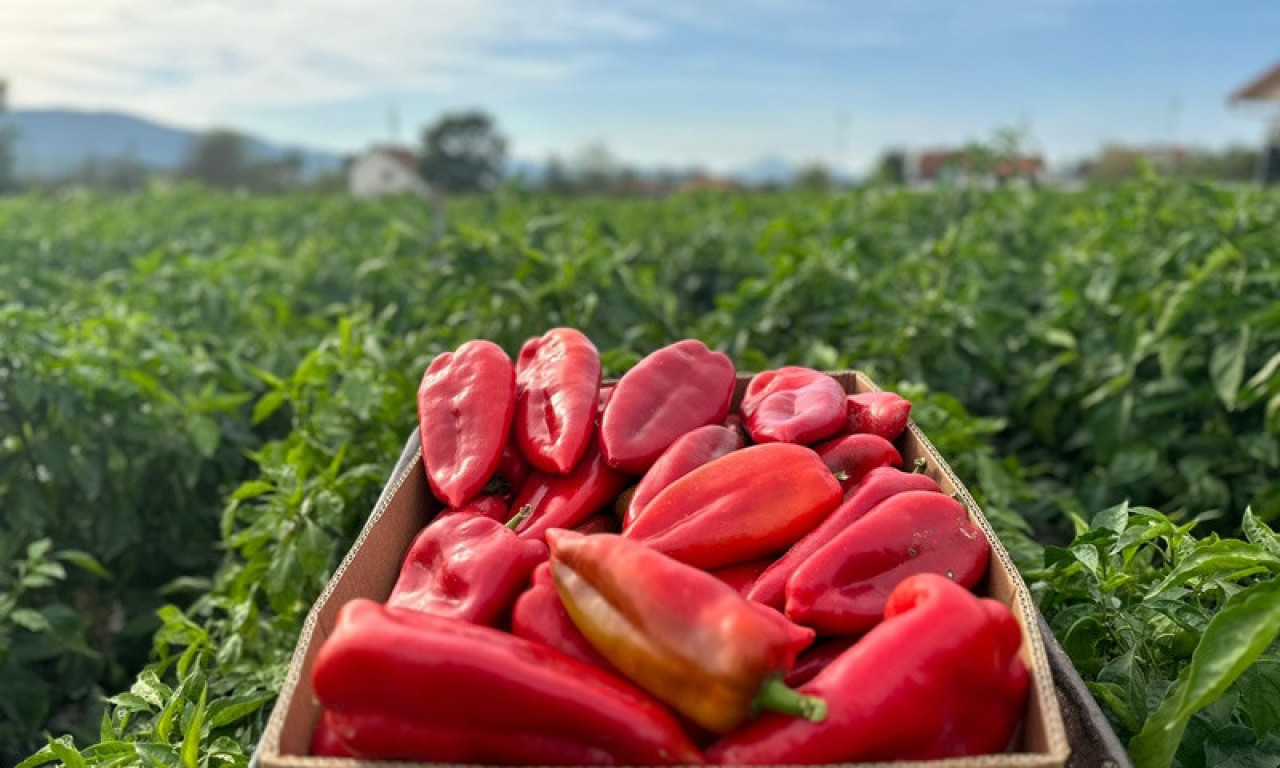 PAPRIKA IZ ALBANIJE štetna po zdravlje! Izaziva OZBILJNE POSLEDICE, da li je imamo u FRIŽIDERU?