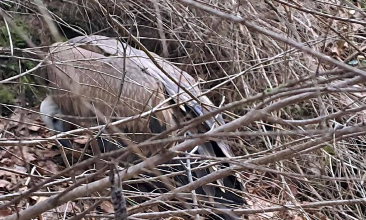 OVO SE U SRBIJI NIJE DOGODILO 15 GODINA Pronađen uginuli beloglavi sup - evo na šta se sumnja