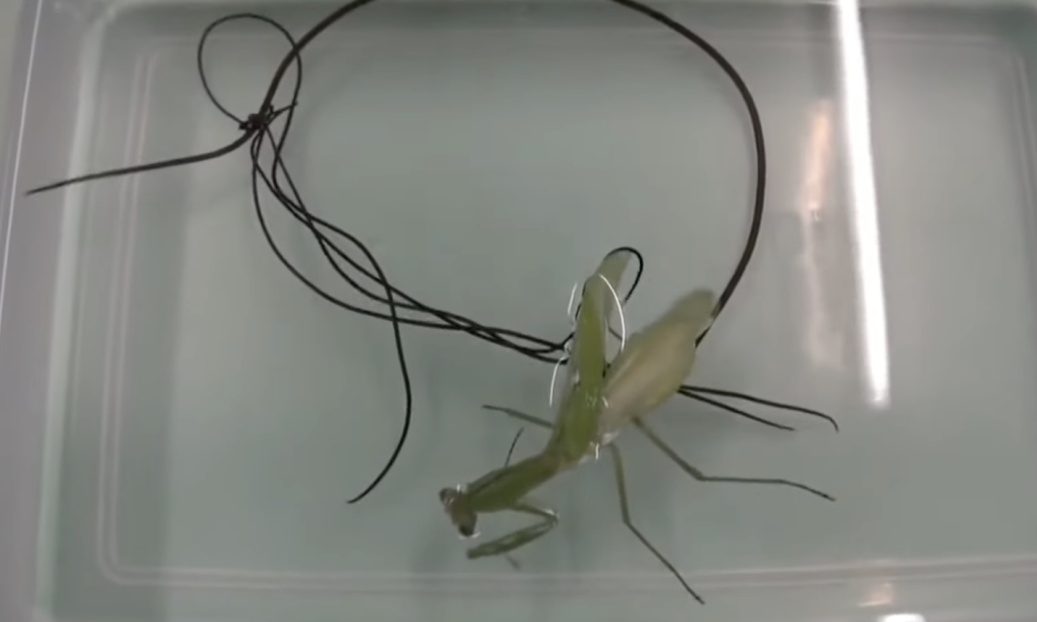 KONTROLA TUĐEG UMA JE MOGUĆA: Istraživači OTKRILI kako zastrašujući paraziti NATERAJU ŽRTVU na SAMOUBISTVO