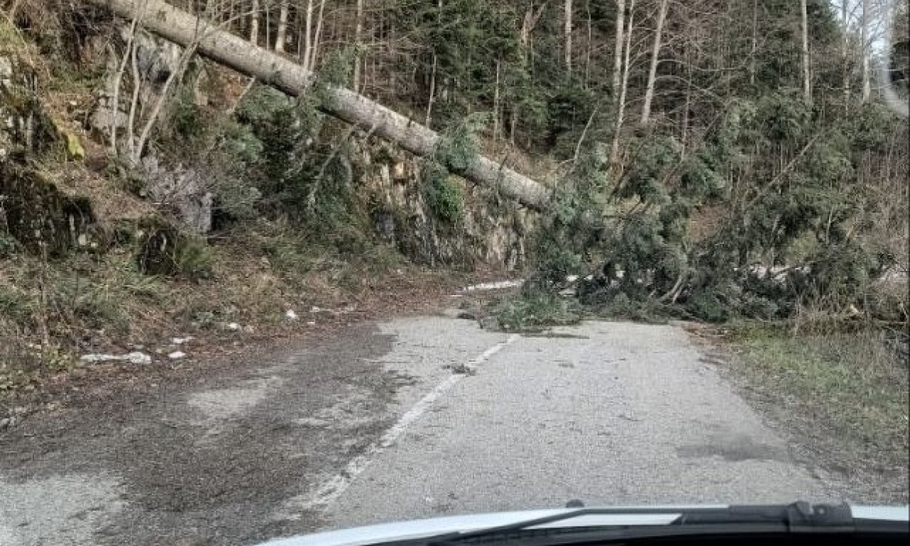 OPREZ! PALO DRVO PREKO STRUJNOG KABLA NA DIVČIBARAMA Deblo se nadvilo nad ulicom, izbegnite ovaj deo (FOTO)