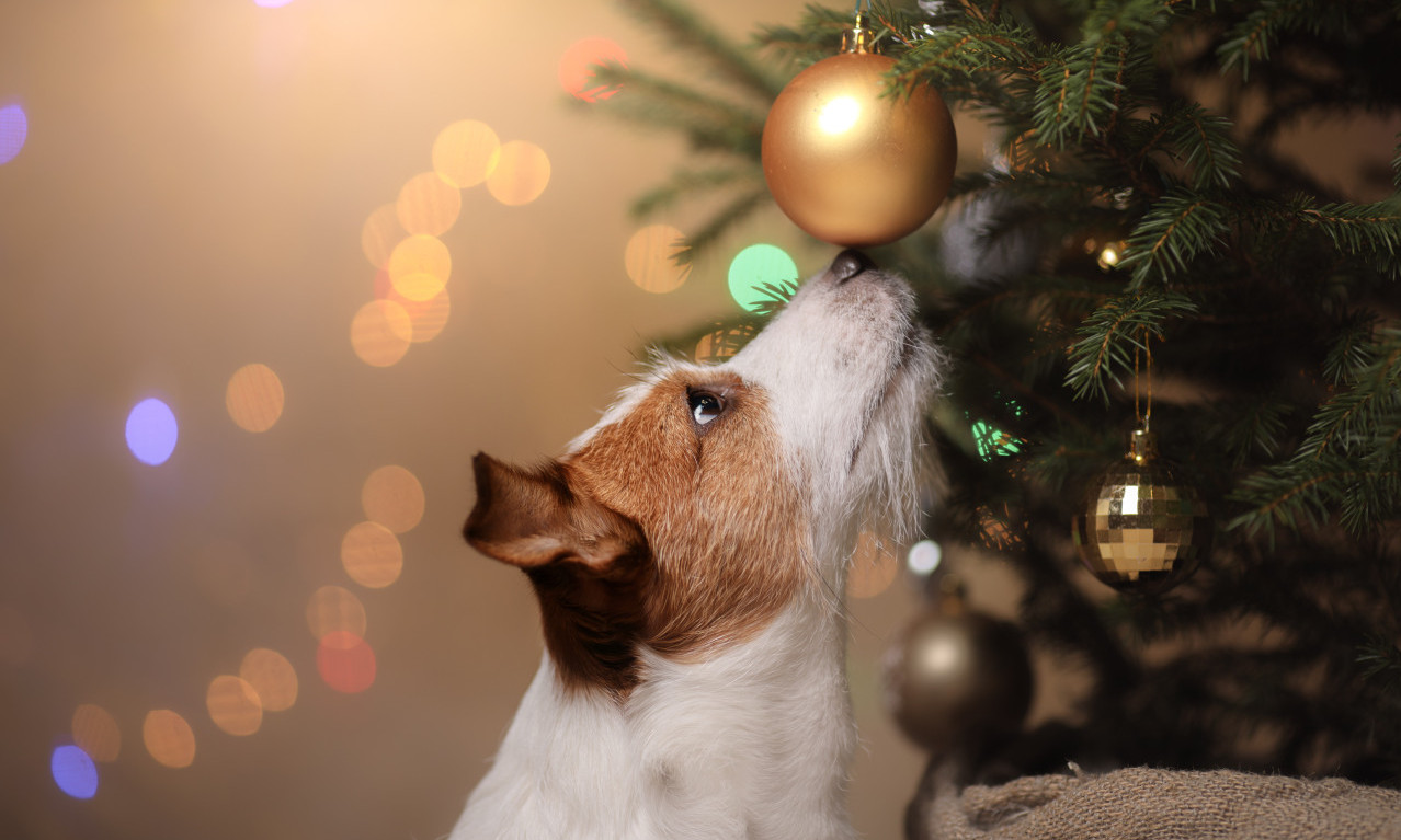 VETERINARI upozoravaju: NOVOGODIŠNJI UKRASI mogu biti POGUBNI za kućne ljubimce! Evo šta da radite