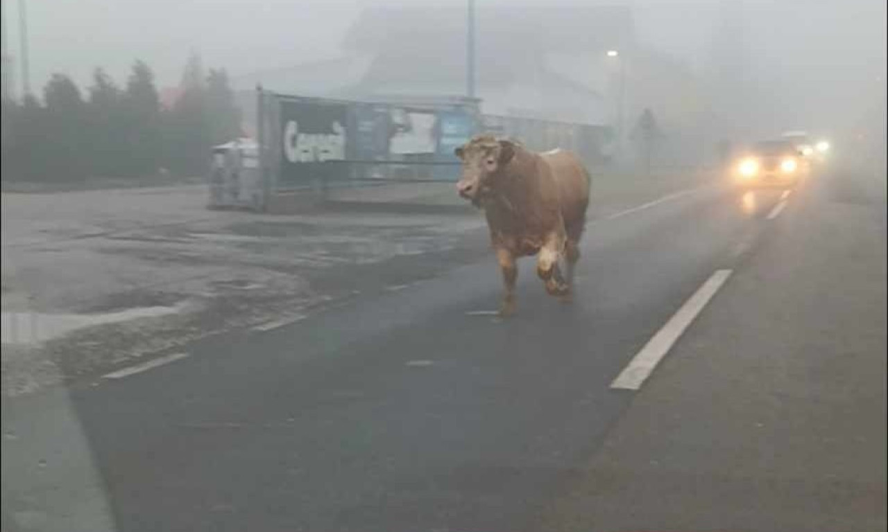 HRVATI ŠOKIRANI PRIZOROM U SAOBRAĆAJU! Bik lagano šeta putem... Barem se drži svoje trake (VIDEO)
