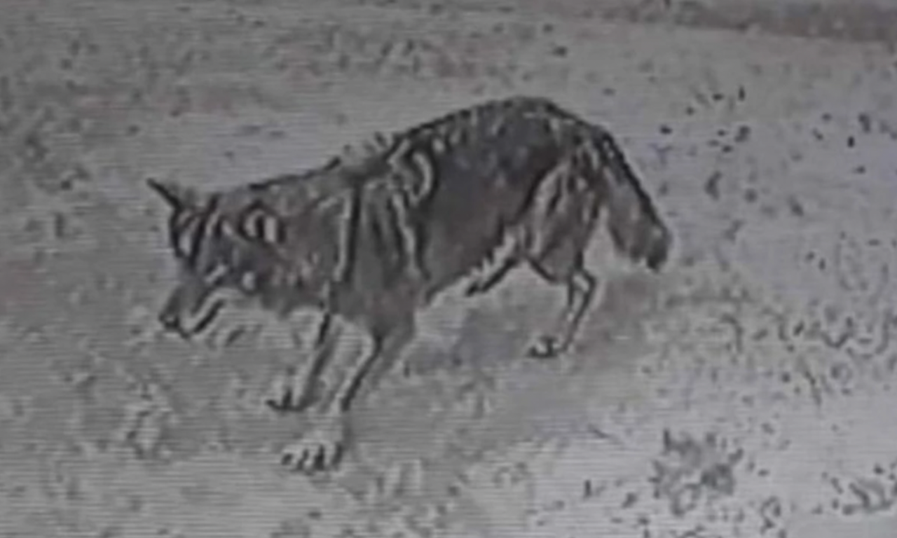 Novopazarci i dalje tragaju za VUKOM KOJI SLOBODNO ŠETA! Iz Zoo vrta poslali ZASTRAŠUJUĆU poruku građanima