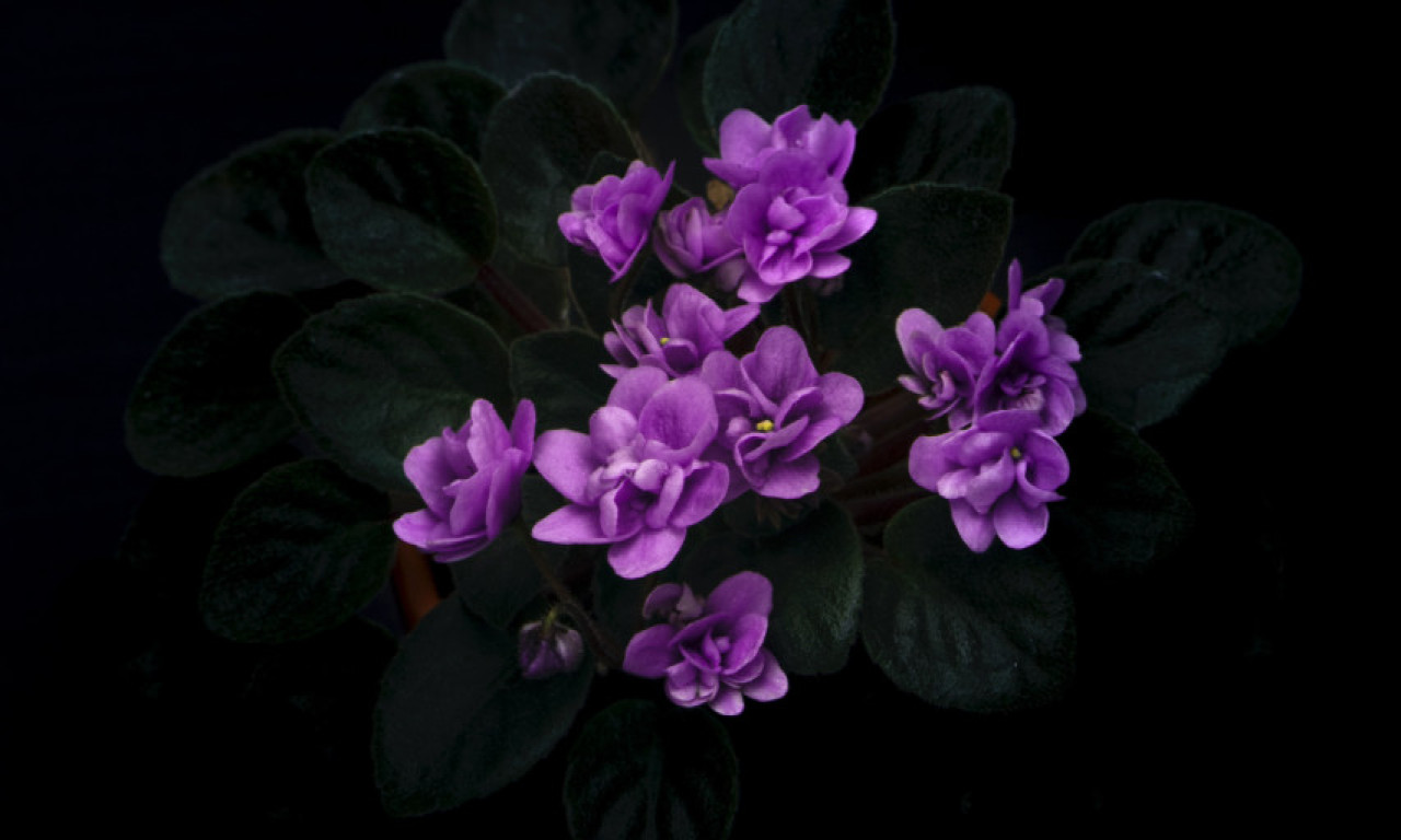 Ovo je "FEBRUARSKO CVEĆE"! Ima posebnu SIMBOLIKU i obavezno ga UNESITE u svoj DOM