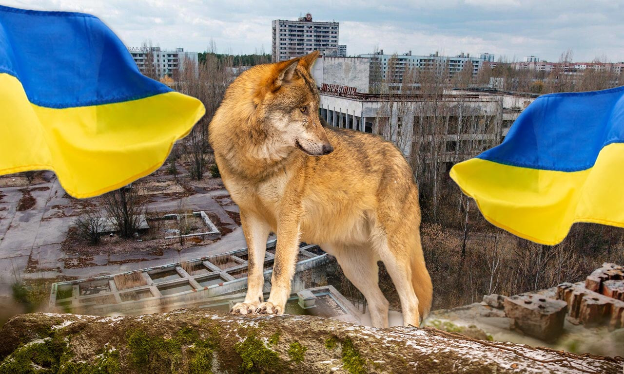 Katastrofa u Černobilju donosi i nešto DOBRO za čovečanstvo: Psi koji lutaju tom regijom otporni na RAK!