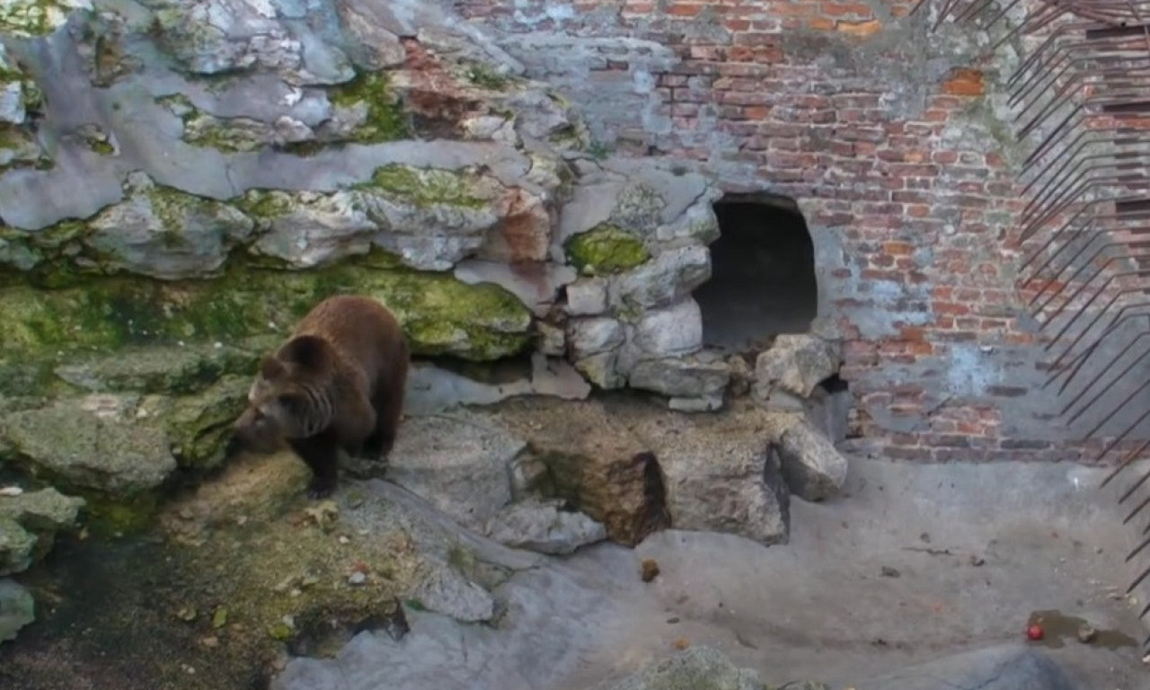 Da li se MEDVED u Beogradu UPLAŠIO SVOJE SENKE na Sretenje? Evo kakva će nam biti ZIMA narednih nedelja