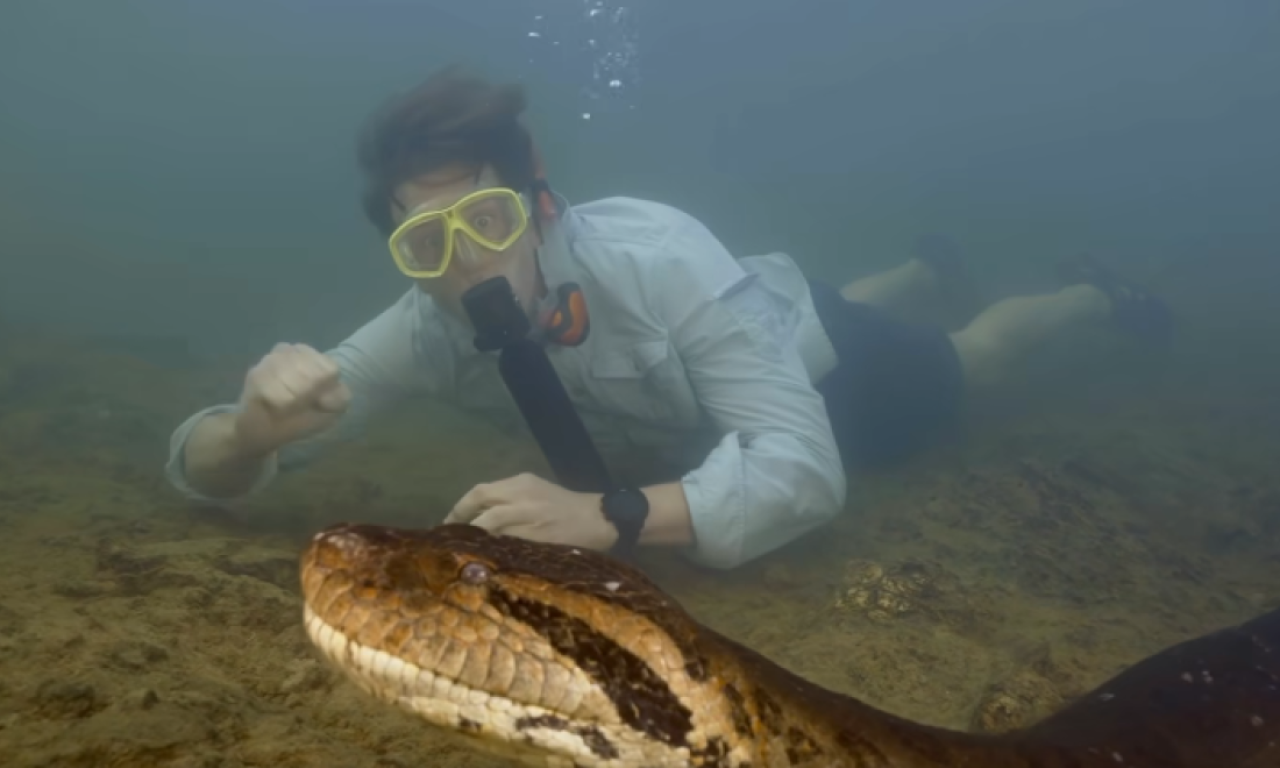 Otkrivena nova vrsta DŽINOVSKE ANAKONDE, debela je kao automobilska GUMA! Pogledajte kako izgleda (VIDEO)