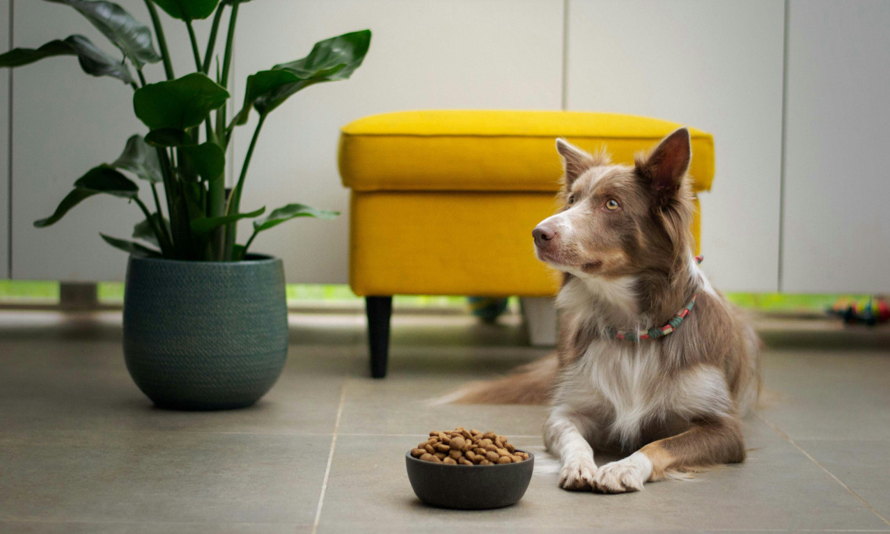 HRANITE PSA IZ POSUDE? GREŠITE Poslušajte savet koji menja sve!