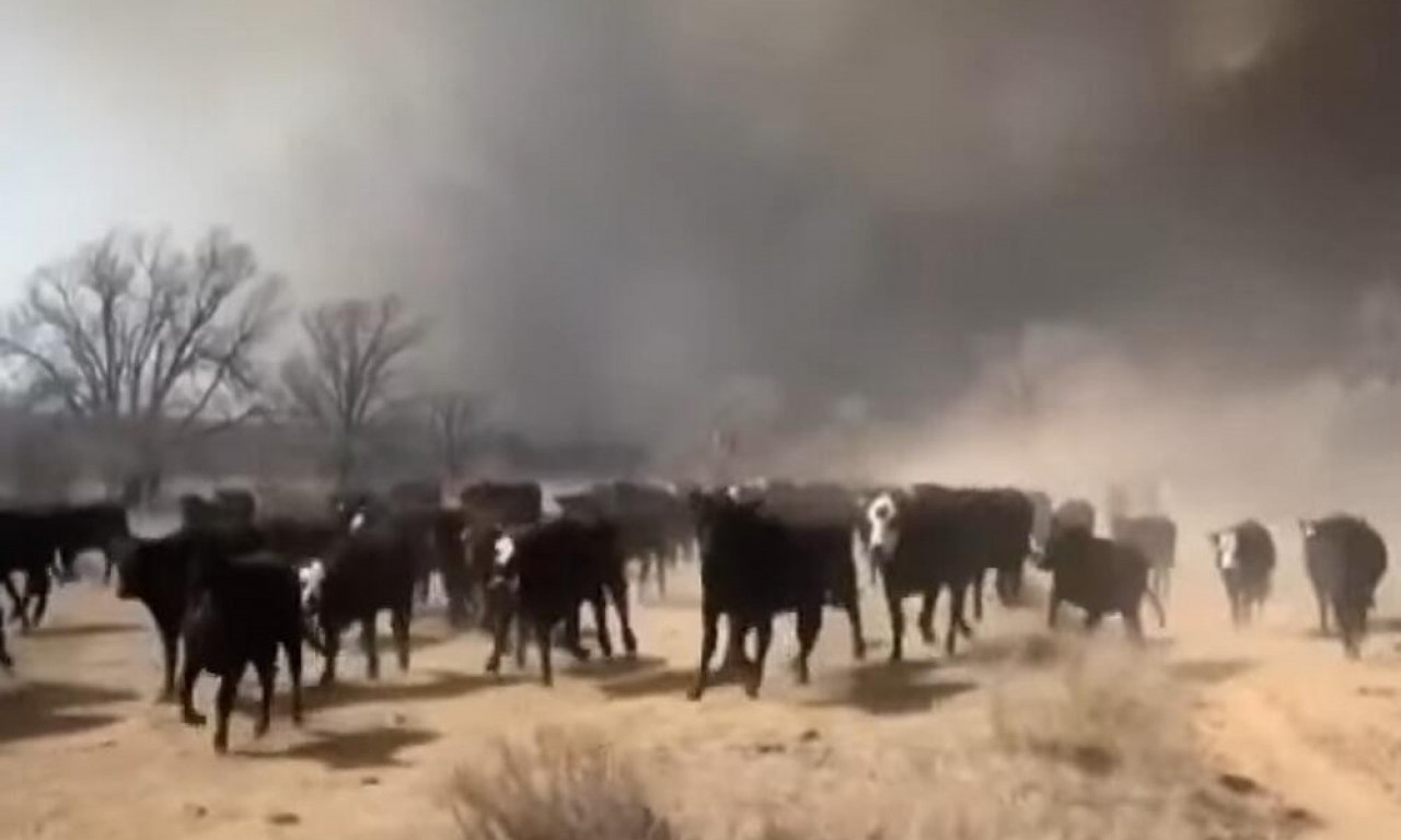 Užas u SAD! U najvećem POŽARU u istoriji Teksasa NASTRADALO na hiljade goveda
