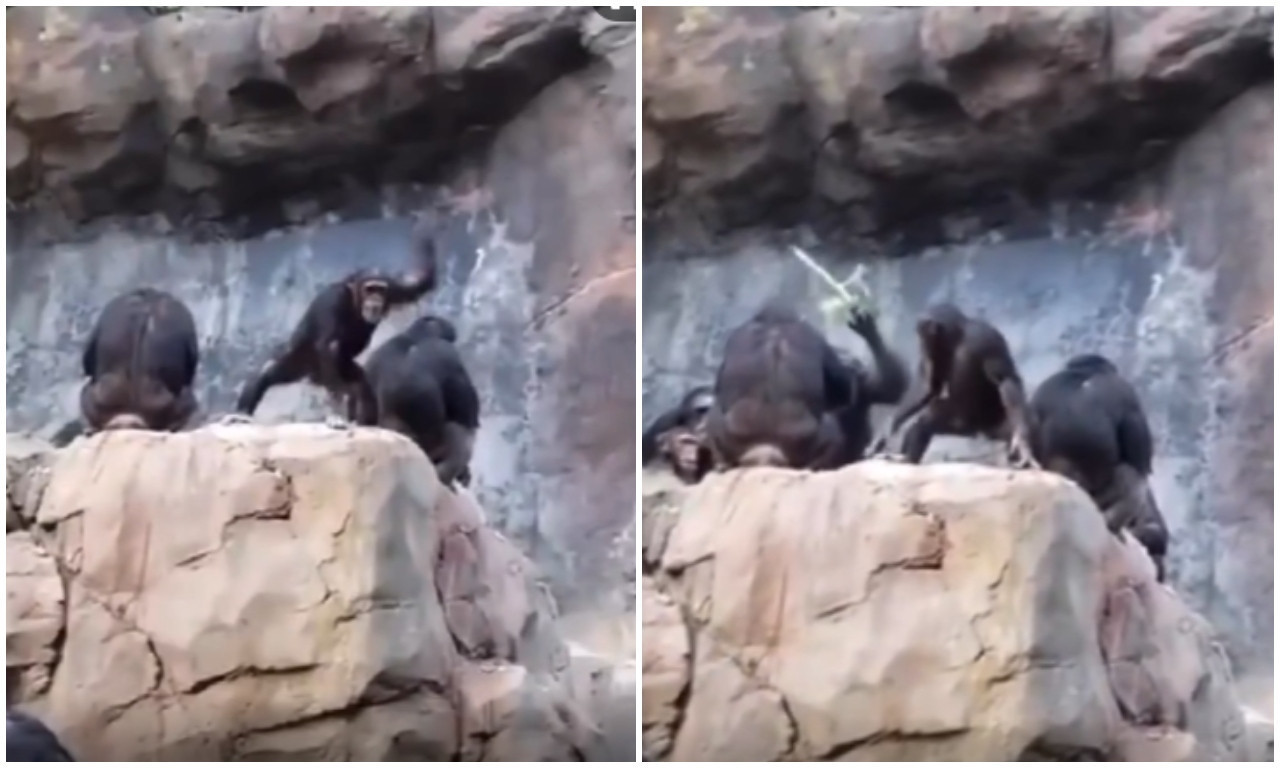 Pogledajte URNEBESAN SNIMAK! Šimpanza gađala prolaznike KAMENJEM, reakcija njegove majke nasmejaće vas do suza