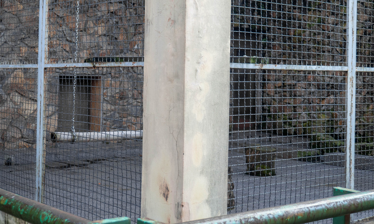 ZEBRA POBEGLA IZ BEOGRADSKOG ZOO VRTA: Životinja povredila dete i muškarca
