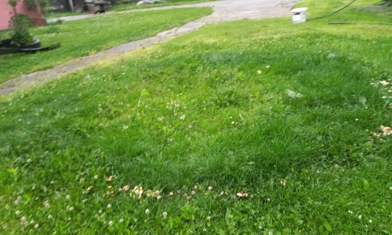 KAKVA JE OVO POJAVA POSLE OLUJE? Žena nije mogla da veruje kad je videla KRUG u dvorištu, a tek šta u njemu raste