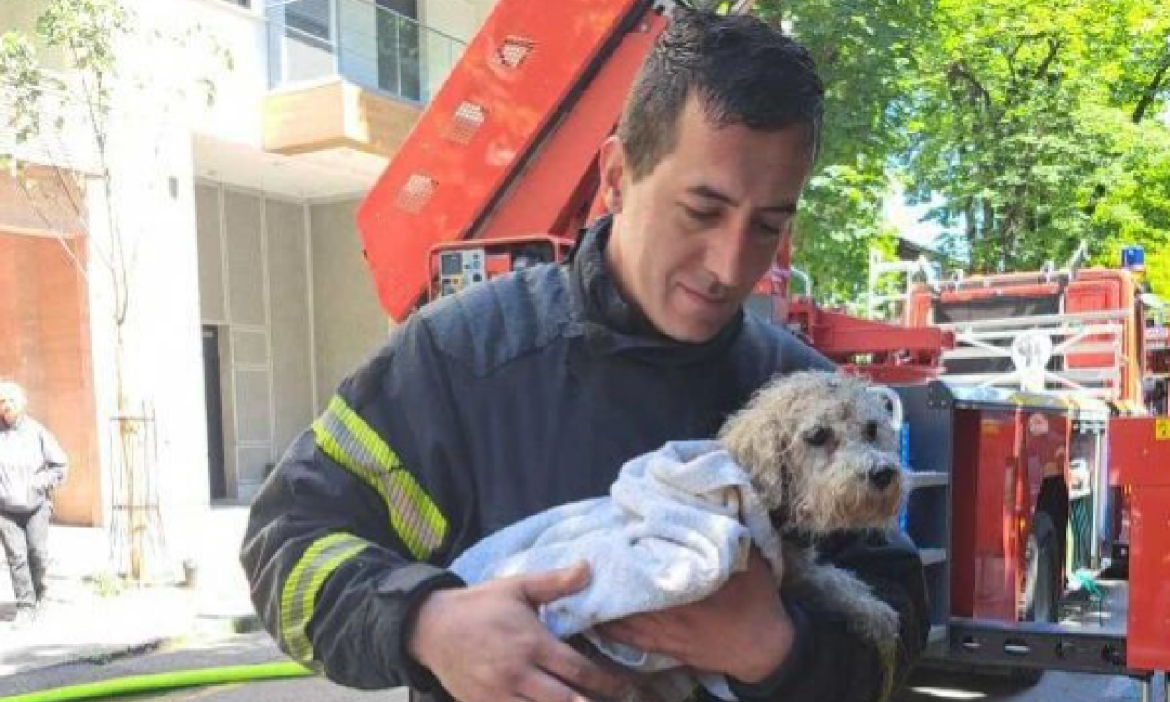 Ovaj PRIZOR tera suze na oči! Vatrogasci spasili psa iz POŽARA U CARIGRADSKOJ ULICI (FOTO)