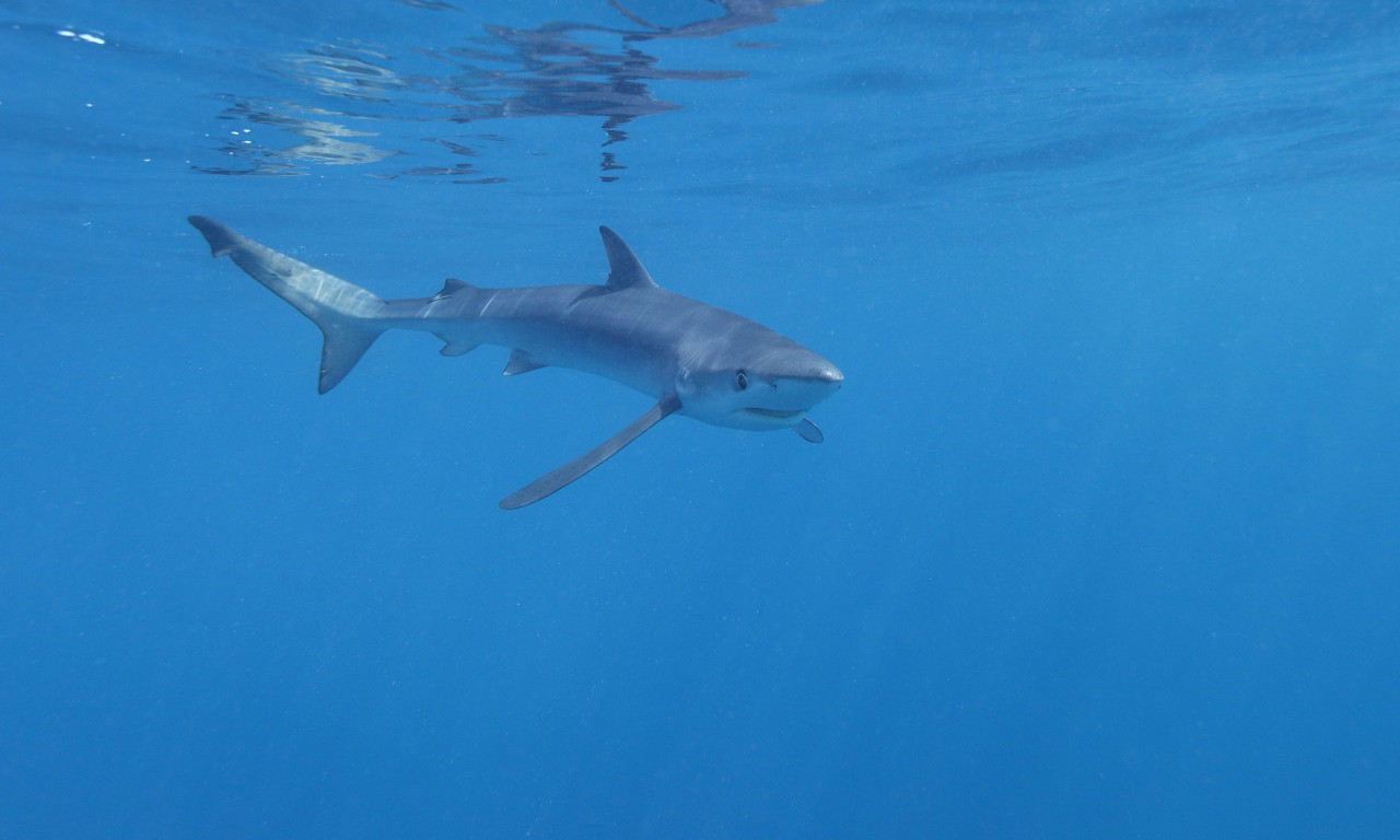 PANIKA U KOTORU POSLE HVATANJA BELE AJKULE: Izgleda da nije bila jedina!