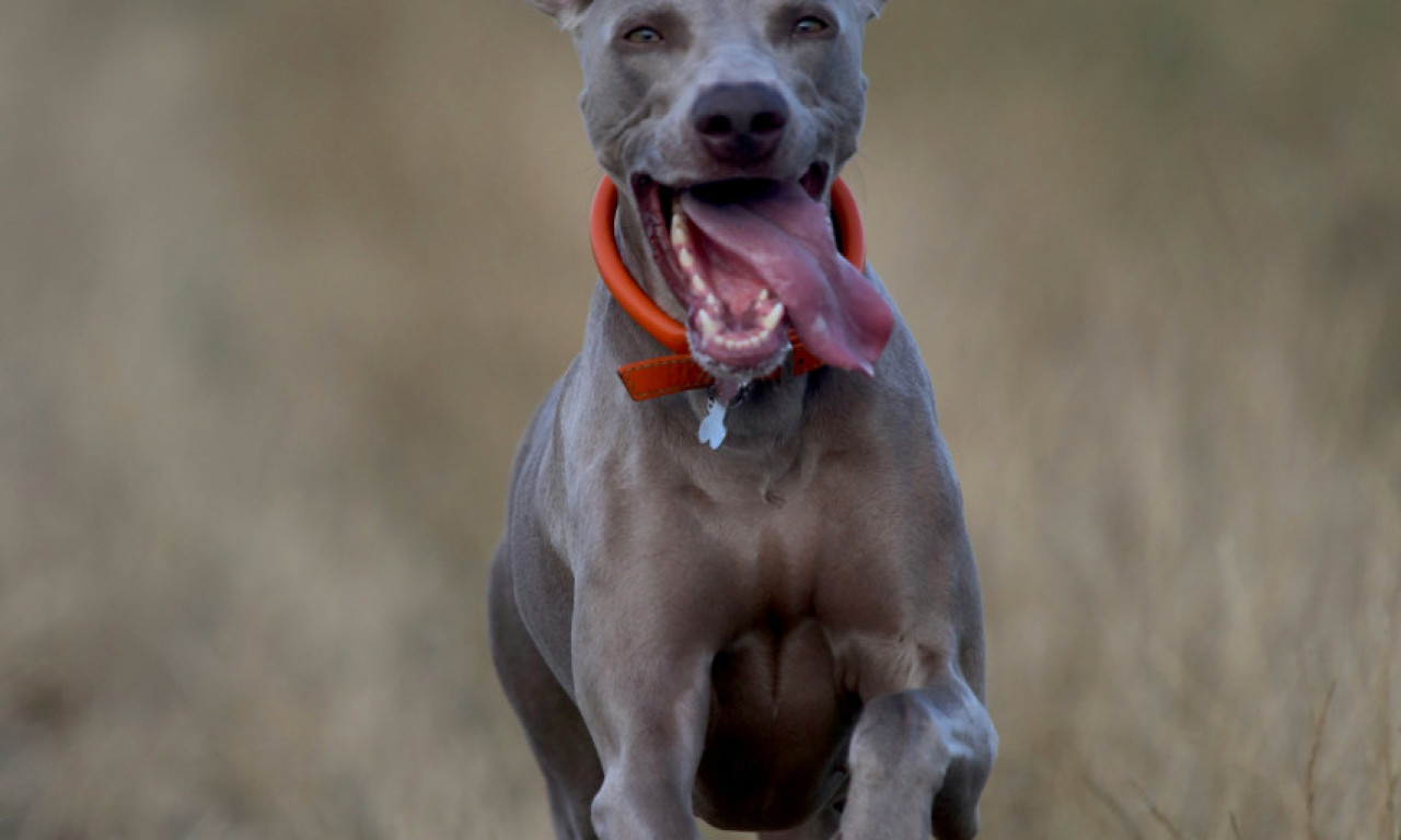 ŠTA ĆE SE DESITI SA VLASNIKOM PASA KOJI SU USMRTILI ŽENU? Tužilaštvo donelo odluku!