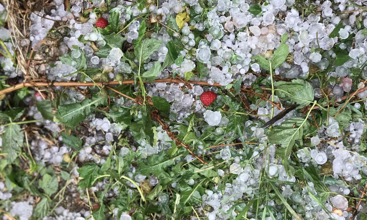 POLJOPRIVREDNICI mogu očekivati POMOĆ DRŽAVE zbog pretrpljenih GUBITAKA usled NEVREMENA! Osečina najviše oštećena