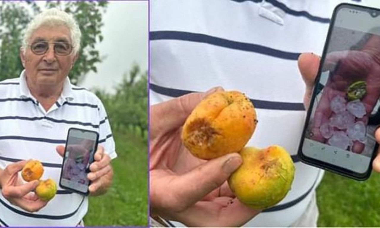 NEVREME NAPRAVILO OZBILJNU ŠTETU: Sedam dana pred berbu GRAD OŠTETIO VOĆNJAKE!