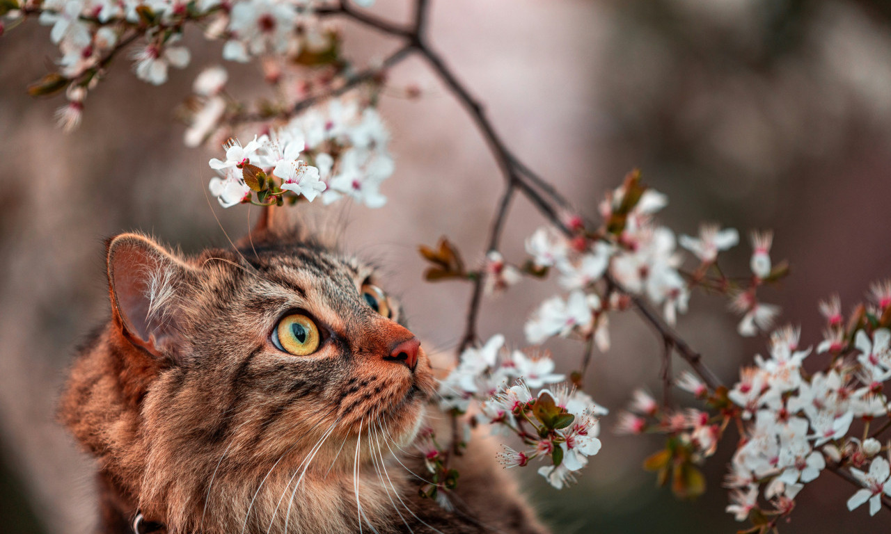 Ukoliko imate MAČKU budite obazrivi pri odabiru CVEĆA u kući ili bašti! OTROV ove dve biljke može biti FATALAN za njih