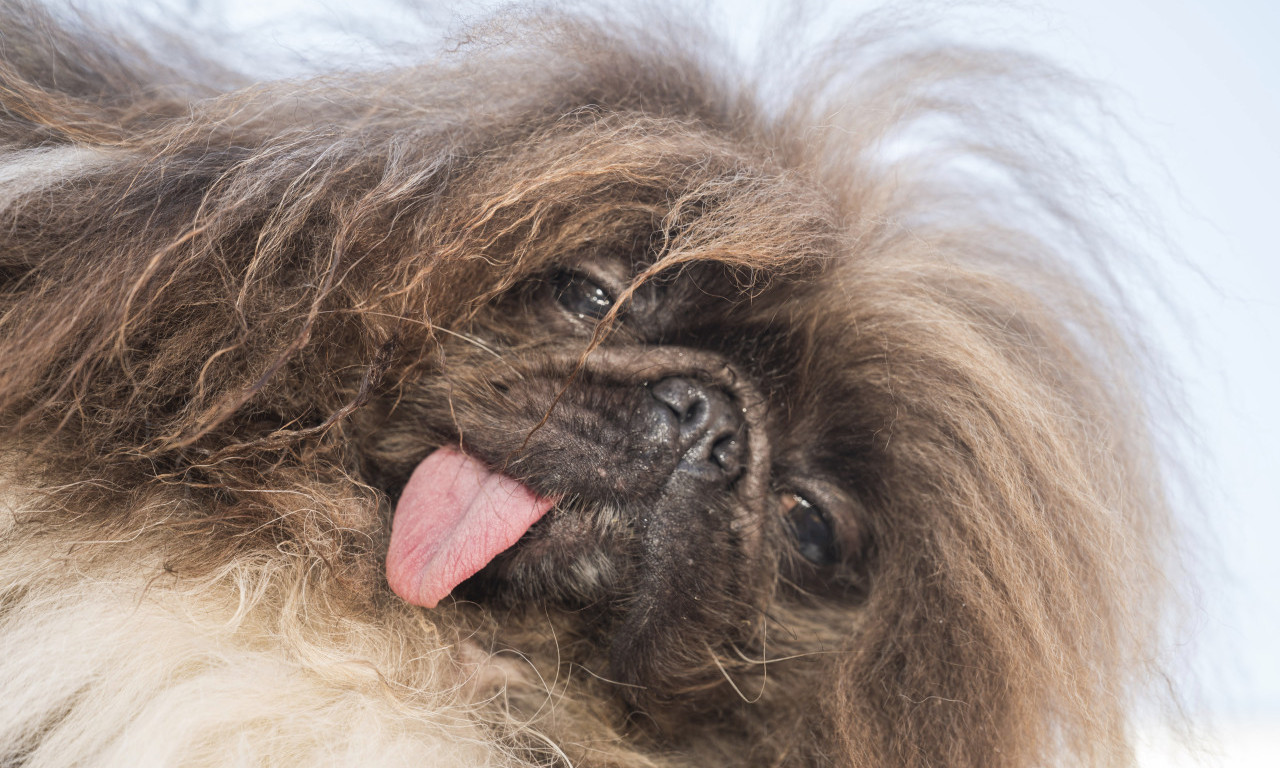 NE RADITE OVO SVOM LJUBIMCU PO VRUĆINI Stručnjak u Uranku upozorio da posledice mogu da budu kobne