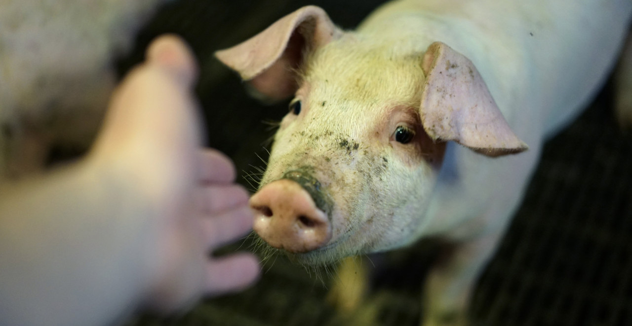 NEZAPAMĆENA NESREĆA! Svinja u ALEKSINCU izujedala ženu i nanela joj ŽESTOKE POVREDE po licu i telu, evo šta kažu lekari