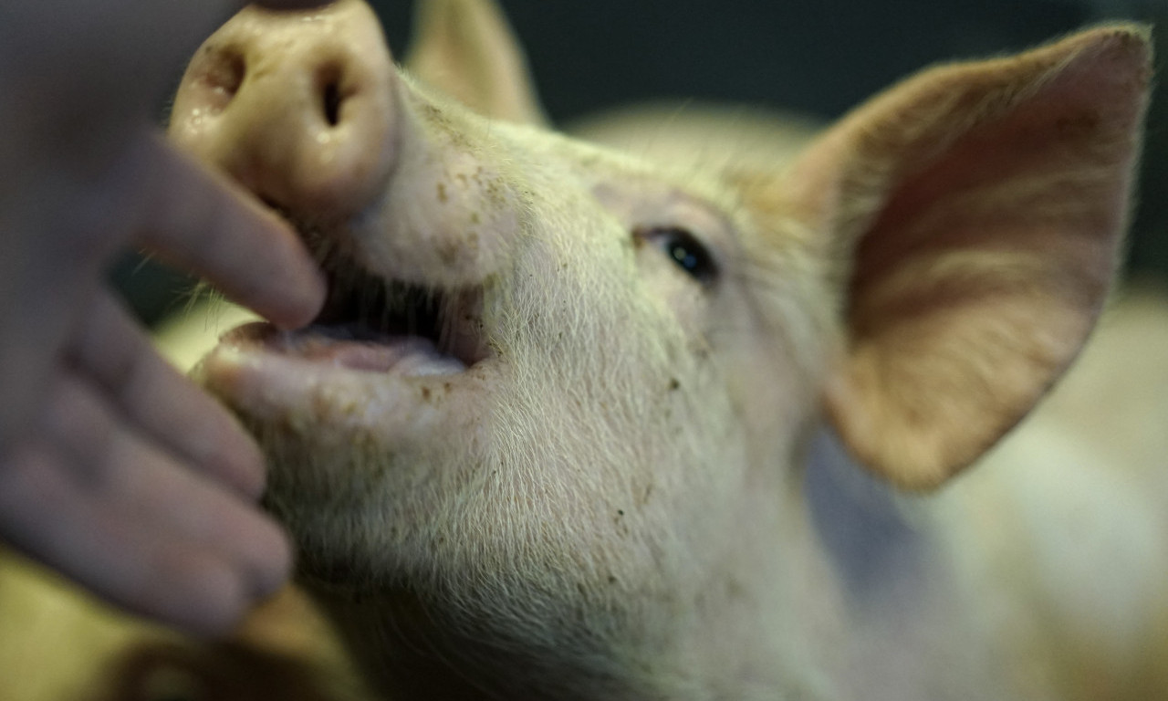ŽENU IZUJEDALA SVINJA Sva posečena po licu i telu! Horor scene u Prokuplju