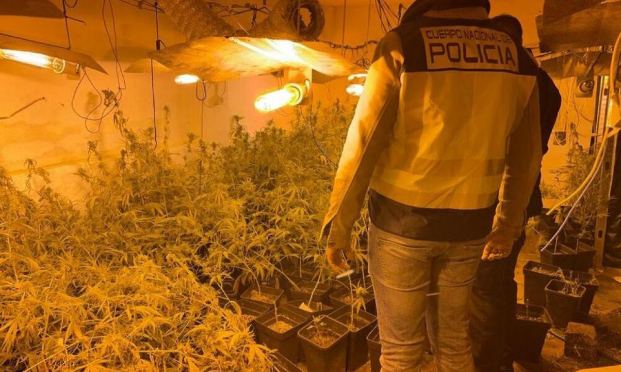 U VELIKOJ AKCIJI ŠPANSKE POLICIJE UHAPŠENI SRBI: Naši državljani bili vođe bande za proizvodnju marihuane, PO OVOJ ŠEMI
