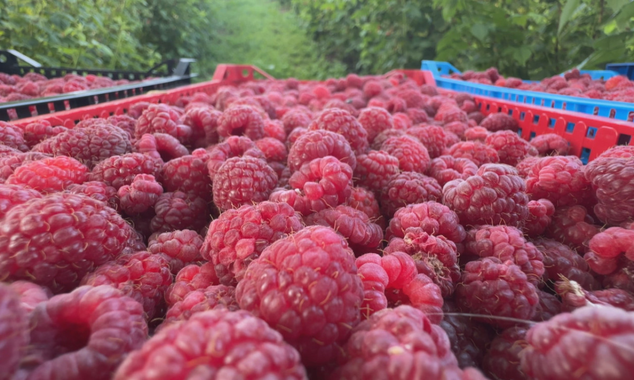 MALINARI U PROBLEMU I OVE GODINE: Retko ko hoće u berbu, evo kako se snalaze vlasnici parcela sa "crvenim zlatom"