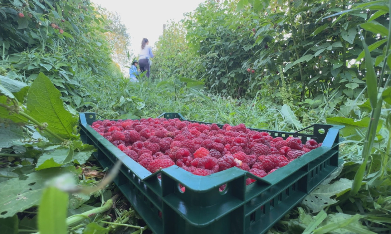 NEVREME UNIŠTILO CRVENO ZLATO U SRBIJI: Cena će biti paprena, evo od čega će zavisiti!