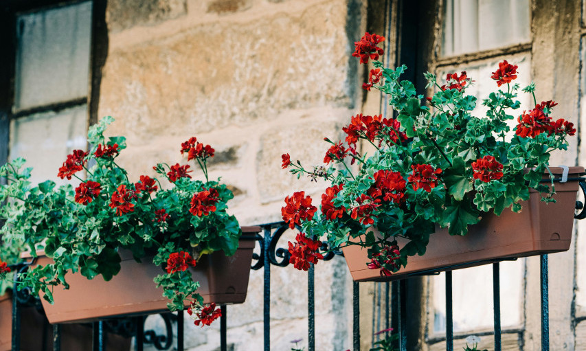 ZALIVANJE CVEĆA I MOKAR VEŠ MOGU SKUPO DA VAS KOŠTAJU Pravila kućnog reda koja (ni)ste znali