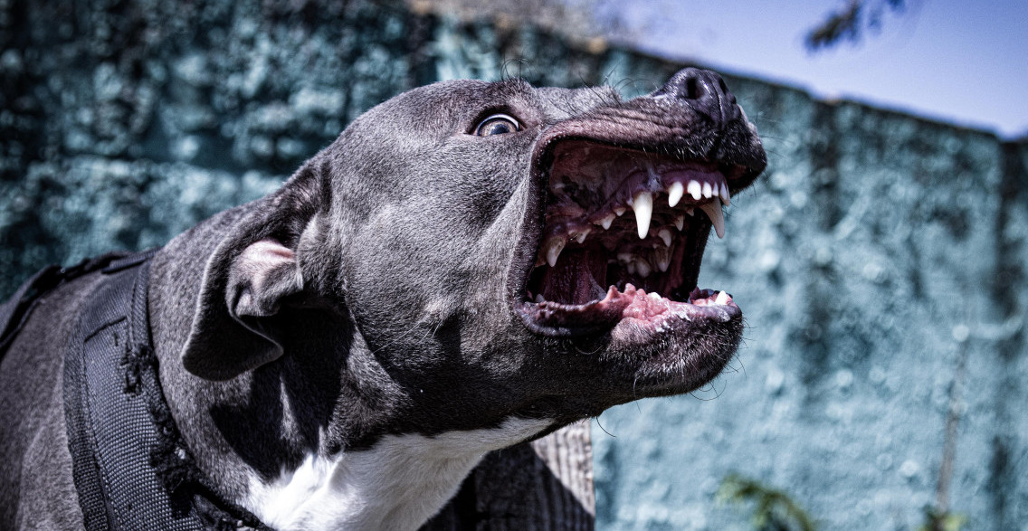 PAS koji je USMRTIO ČOVEKA u NOVOM SADU NIJE USPAVAN! Evo ko odlučuje o njegovoj sudbini