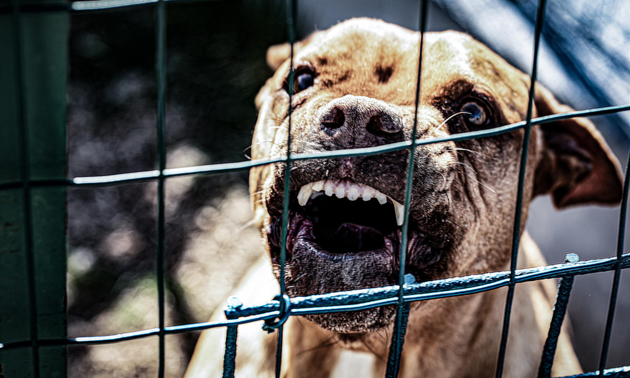 "SIN ME POGLEDAO, NASMEŠIO SE I ZAUVEK ZATVORIO OČI" Stravična ispovest oca kome je pitbul ubio sina (VIDEO)