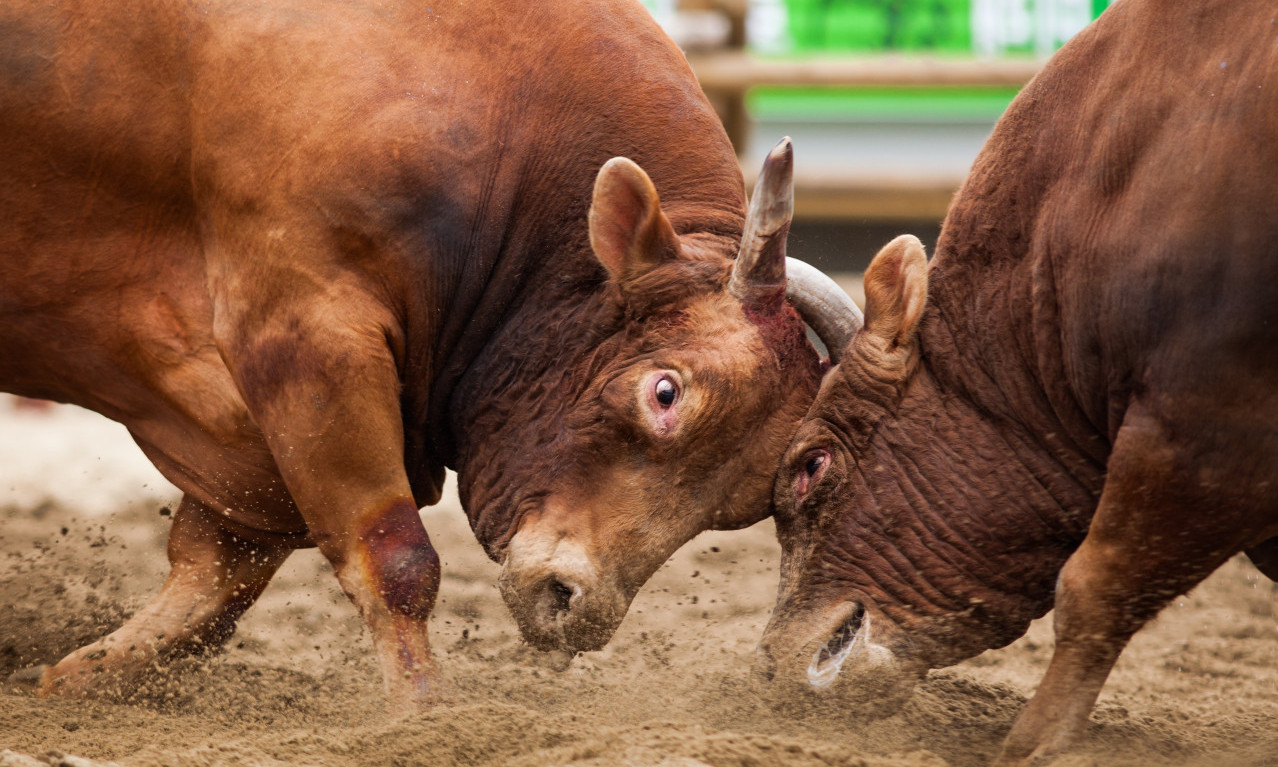 BIK NA KORIDI U BOSNI I HERCEGOVINI USMRTIO POSETIOCA Evo kako je došlo do tragedije!