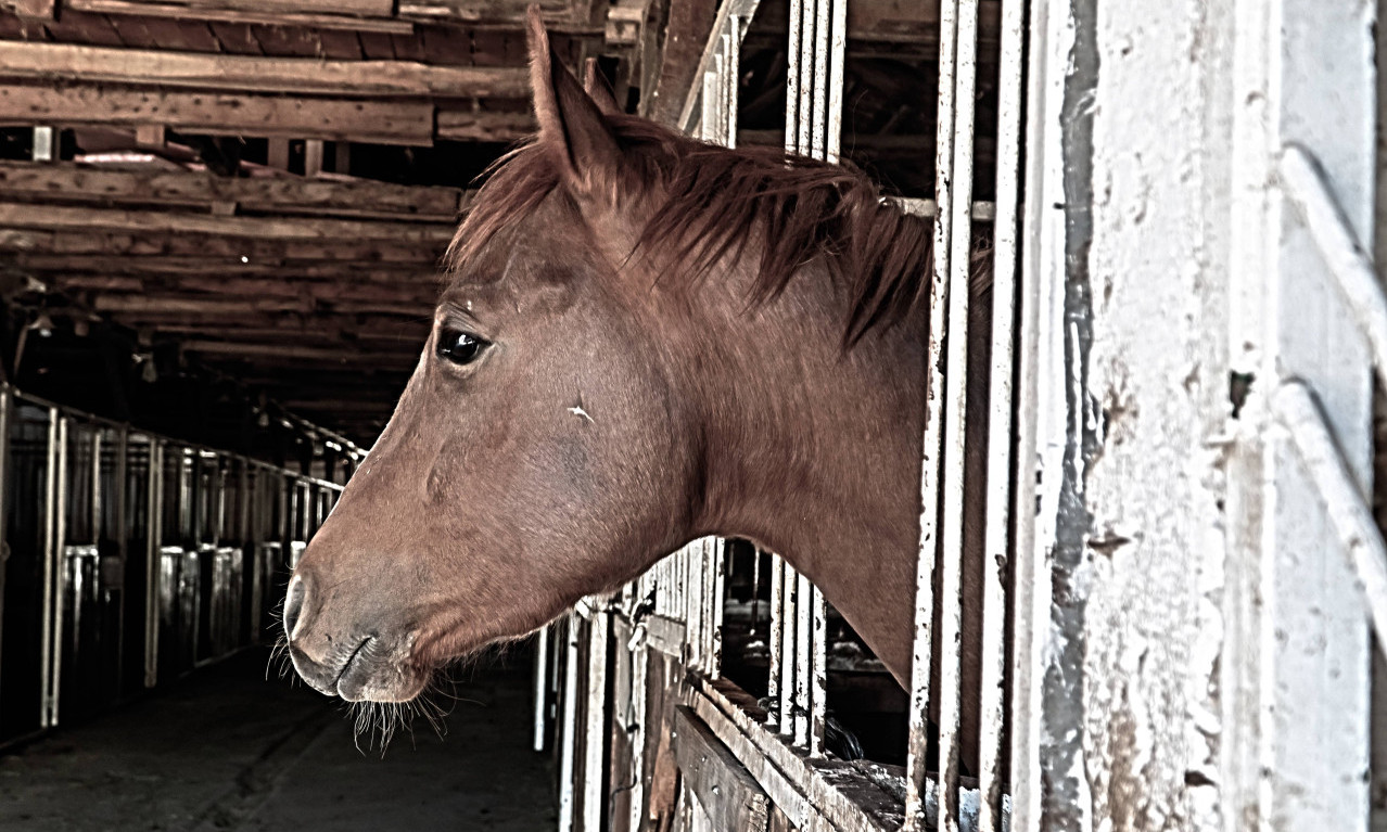 VELIKA TRAGEDIJA KOD ČAČKA! Konj ubio ČOVEKA, telo pronađeno u štali