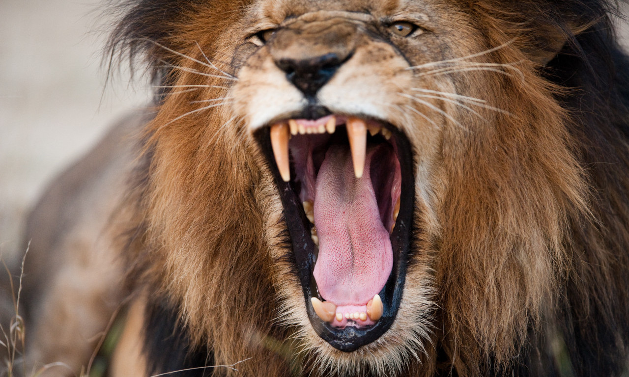 UŽAS U PARKU NA TAJLANDU Lav pred turistima krenuo ka čuvaru, usledio horor prizor (FOTO)