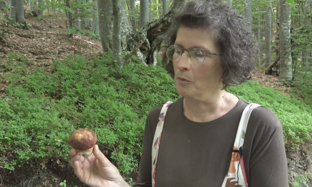 NIŠTA NE BERITE I NE KONZUMIRAJTE NA SVOJU RUKU: Milka iz Užica otkriva sa kojim sve predznanjem treba krenuti u gljive