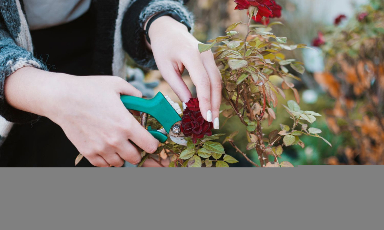 PRE DOLASKA HLADNIJIH DANA OREŽITE RUŽE: Dajemo vam kratak vodič kako