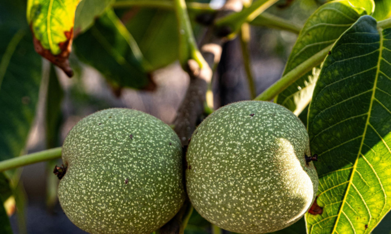 FRANCUSKI POLJOPRIVREDNIK POKRADEN Sa imanja mu odneli 2 miliona oraha!
