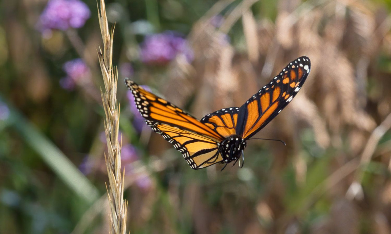 VAŠ IQ PROBIJA 200 AKO UOČITE 5 LEPTIRA SKRIVENIH MEĐU CVEĆEM ZA 25 SEKUNDI: Ovaj izazov lomi internet (FOTO)