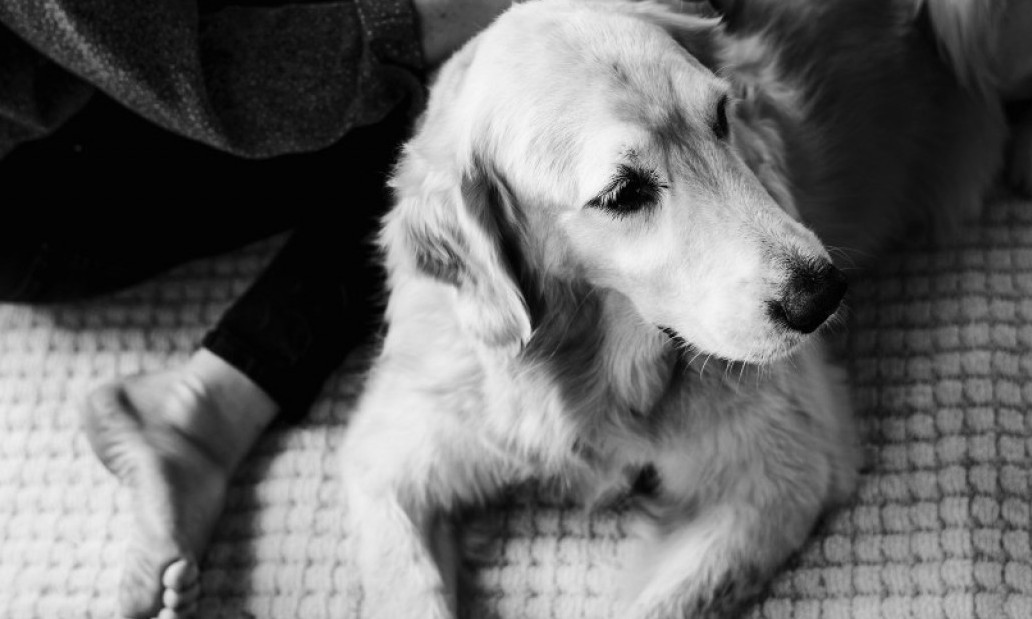 KADA ODE PRIJATELJ NA ČETIRI ŠAPE Kako preboleti gubitak psa