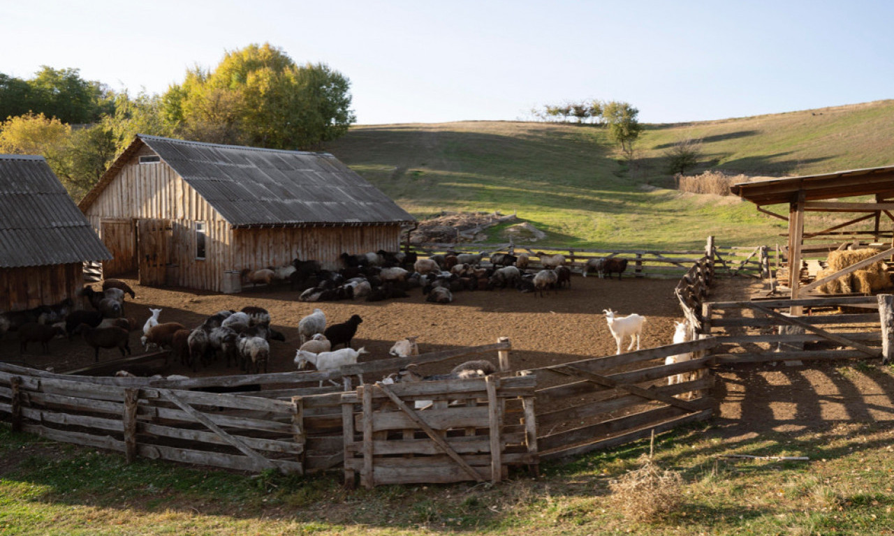 POTVRĐEN OBLIK KUGE U HRVATSKOJ! Bolest je jako zarazna, sprovode se hitne mere