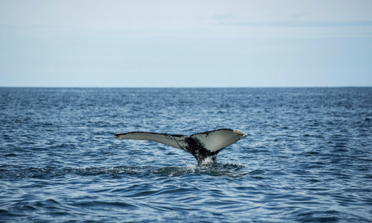 MORSKA NEMAN SNIMLJENA KOD HERCEG NOVOG Kit zalutao u Jadran, stručnjaci izdali upozorenje (VIDEO)